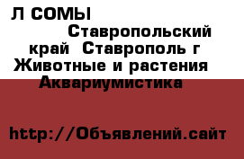Л СОМЫ 201 340 183.............. - Ставропольский край, Ставрополь г. Животные и растения » Аквариумистика   